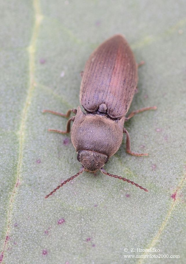 kovařík tmavý, Agriotes obscurus (Linnaeus, 1758) (Brouci, Coleoptera)